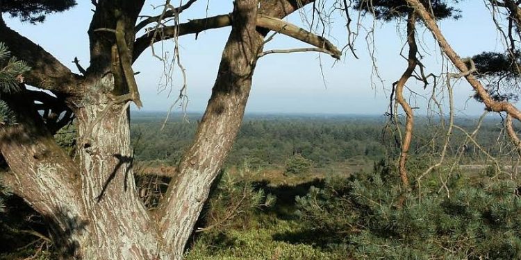HoltensNieuws.nl Avondwandeling, het donker tegemoet Avondwandeling, het donker tegemoet natuurdiorama