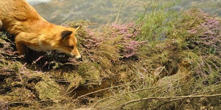 Wandeling voor vroege vogels sallandse heuvelrug natuurdiorama 