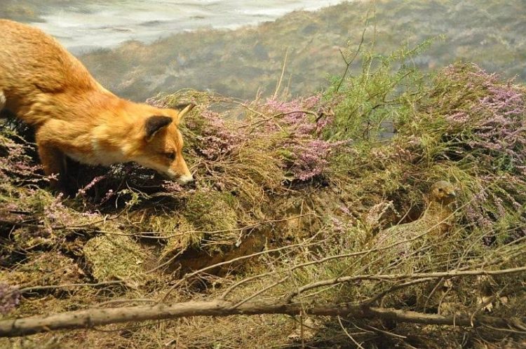 Wandeling voor vroege vogels sallandse heuvelrug natuurdiorama 