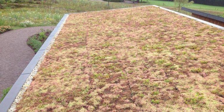 Groenkreatief Markvoort neemt kwekerij voor groene daken over 