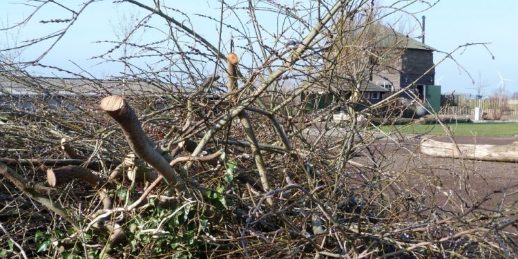 HoltensNieuws.nl Snoeihout gezocht voor Paasvuren Snoeihout gezocht voor Paasvuren paasvuur espelo dijkerhoek beuseberg