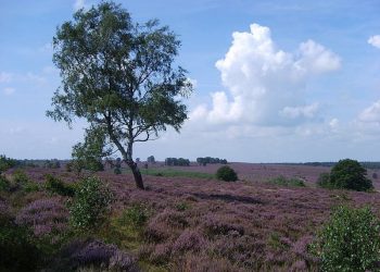 Reeperbahner Stimmungsmacher doen eindelijk weer ‘NORMAAL’ bonte paard 