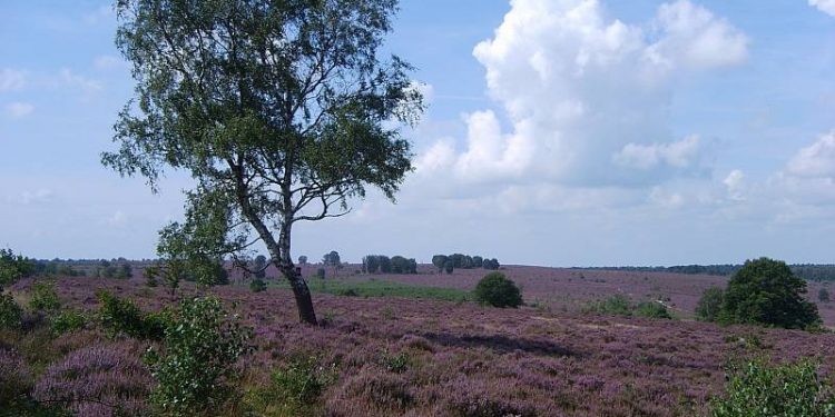 Culinaire lentewandeling over de Holterberg 