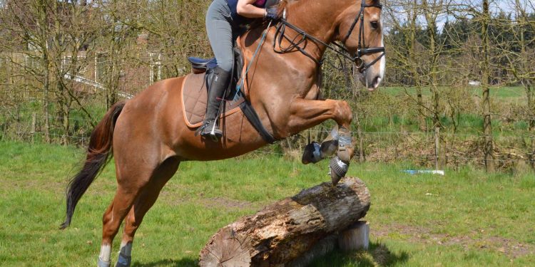 HoltensNieuws.nl Crossles voor leden PSV de Holterbergruiters Crossles voor leden PSV de Holterbergruiters