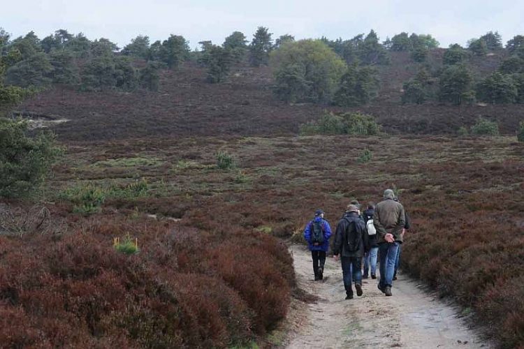 Wandeling Holterberg voor alleengaande sallandse heuvelrug 