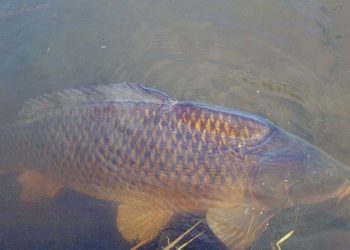 4 juli in teken van Internationale Trialhlon triathlon smidsbelt 