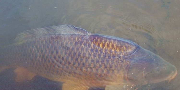 HoltensNieuws.nl Karperclinic jeugd 2015 Karperclinic jeugd 2015