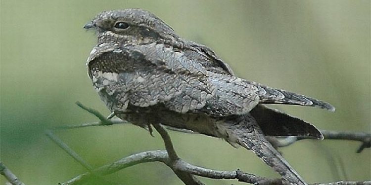 Nachtzwaluwwandeltocht natuurdiorama 