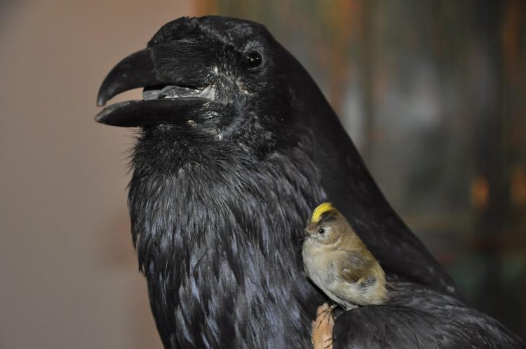 Nationale Vogelweek: Vogelquiz bij Natuurdiorama Holterberg natuurdiorama 