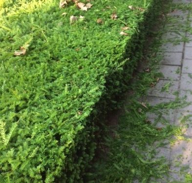 HoltensNieuws.nl Snoeien voor het goede doel Snoeien voor het goede doel gemeente d66