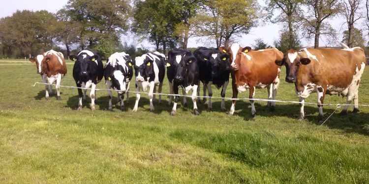 HoltensNieuws.nl Dagje de boer op! Dagje de boer op! smidsbelt kulturhus