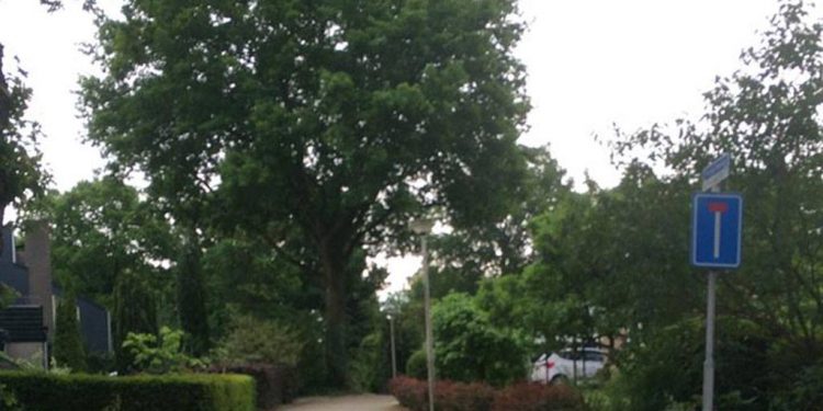 HoltensNieuws.nl Eik Houtweg moet wijken vanwege de veiligheid Eik Houtweg moet wijken vanwege de veiligheid gemeente