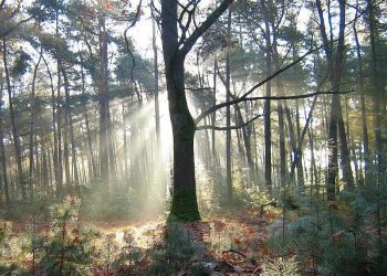 Autocross MAC Holten groot succes mac 