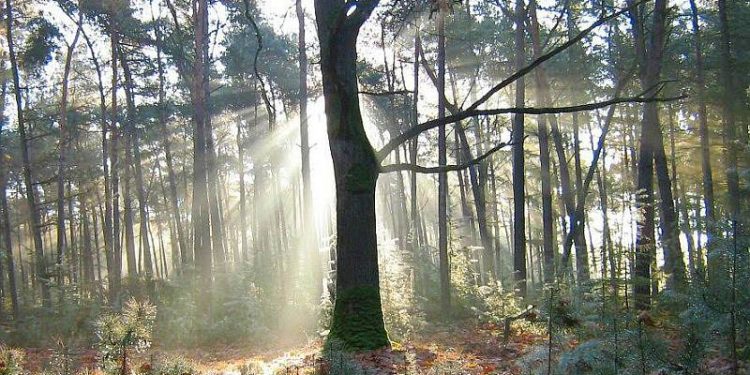 HoltensNieuws.nl Wandelaars kiezen het Hazenpad Wandelaars kiezen het Hazenpad