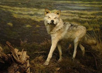 Verhalend over de Holterberg natuurdiorama gemeente 