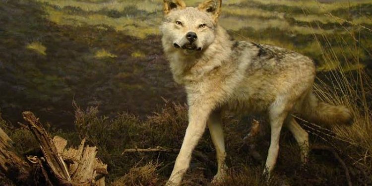Lezing over wolven sallandse heuvelrug natuurdiorama 