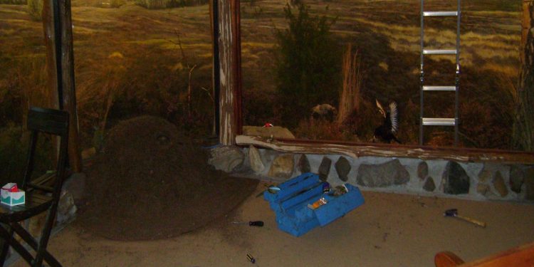 Meivakantie: Museum Experience natuurdiorama 