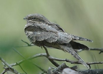 Dauwwandelen en ontbijt op de Holterberg natuurdiorama 