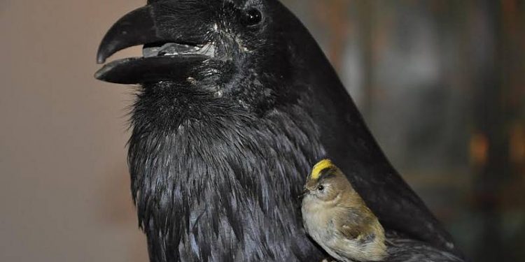 HoltensNieuws.nl Nationale Vogelweek bij Natuurdiorama Holterberg. Nationale Vogelweek bij Natuurdiorama Holterberg. natuurdiorama
