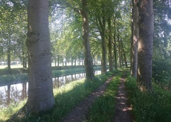 Voertuig vernielt wortels beukenbomen bij waterzuivering 