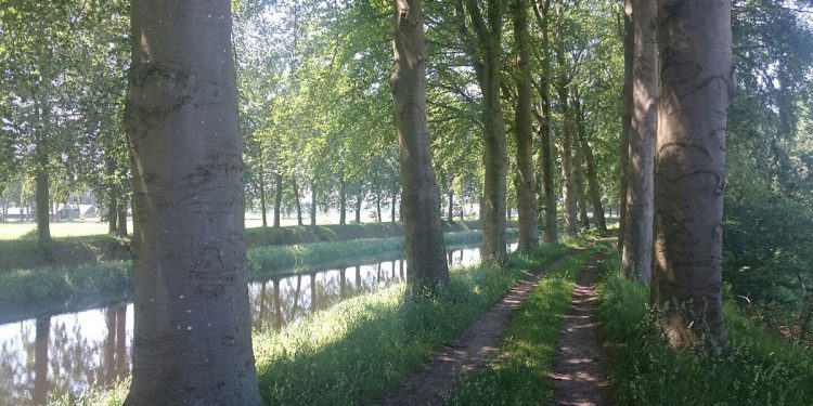 Voertuig vernielt wortels beukenbomen bij waterzuivering 