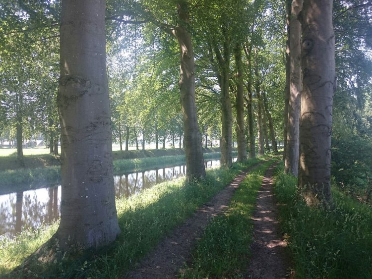 Voertuig vernielt wortels beukenbomen bij waterzuivering 