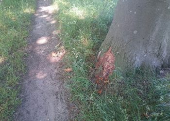 Voertuig vernielt wortels beukenbomen bij waterzuivering 