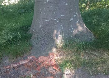 Voertuig vernielt wortels beukenbomen bij waterzuivering 