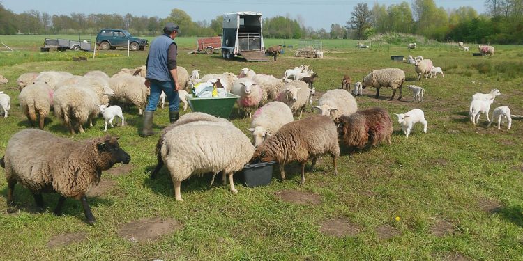 Schapen bij kasteel De Waerdenborch waerdenborch gemeente de waerdenborch 