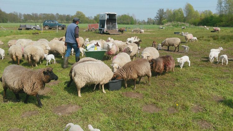 Schapen bij kasteel De Waerdenborch waerdenborch gemeente de waerdenborch 