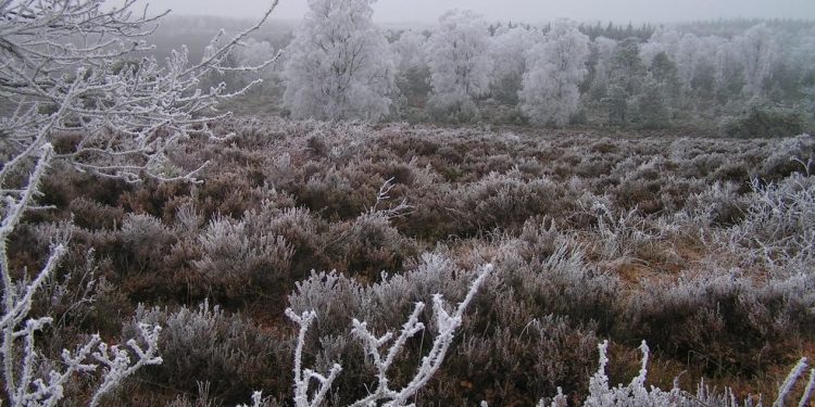 Stamppotwandeling bij Natuurmuseum Holterberg sallandse heuvelrug 