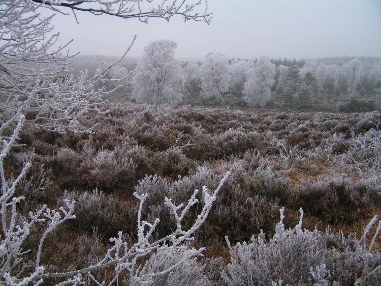 Stamppotwandeling bij Natuurmuseum Holterberg sallandse heuvelrug 