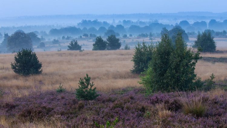 Gaat herstel en uitbreiding van de heide ten koste van? sallandse heuvelrug 