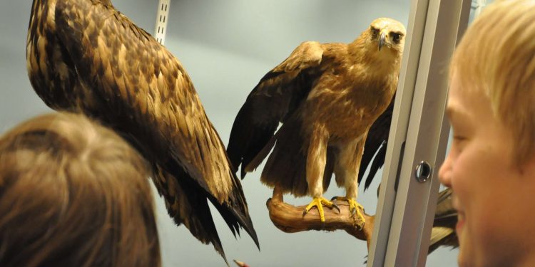 HoltensNieuws.nl Nationale Vogelweek bij Natuurmuseum Holterberg Nationale Vogelweek bij Natuurmuseum Holterberg