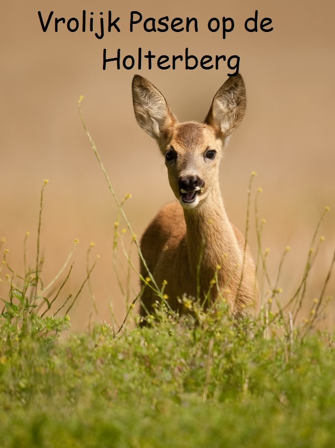 Paasweekend met kuikens en reeën 