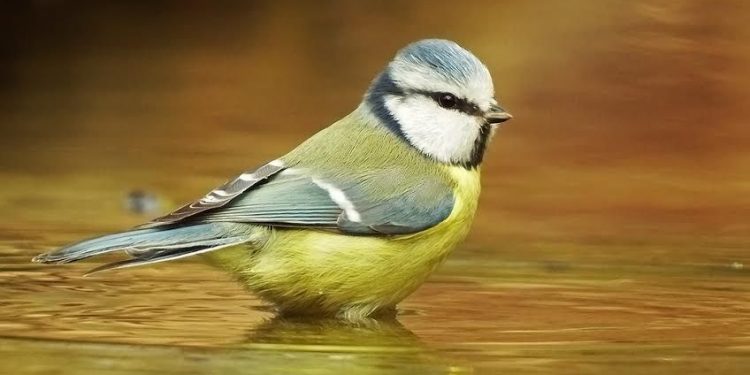 Expositie Michel Wissink in dependance Kulturhus Holten kulturhus 