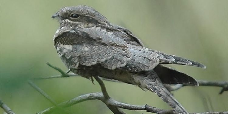 Nachtzwaluwwandeltocht 