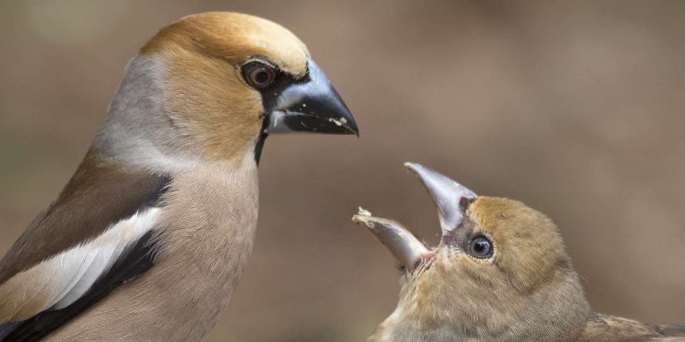 Opendag Wildbeheereenheid Holten en Greun Hoolt'n Zondag 9 juli 