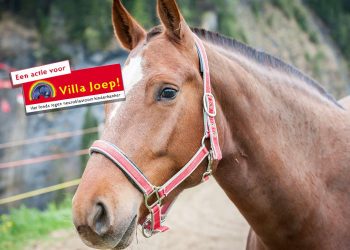 Beurs Ruiter- en paardenspullen voor goede doel van start snorrewind 