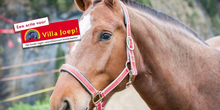 HoltensNieuws.nl Snorrewind zoekt Hippolon teams voor Villa Joep Snorrewind zoekt Hippolon teams voor Villa Joep snorrewind