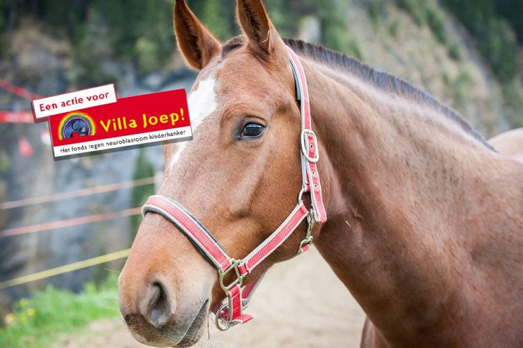 Snorrewind zoekt Hippolon teams voor Villa Joep snorrewind 