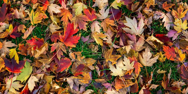 HoltensNieuws.nl Omruilen kleine GFT-container voor grote GFT-container Omruilen kleine GFT-container voor grote GFT-container gemeente