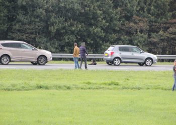 Hond aangereden op A1 