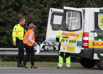 Hond aangereden op A1 