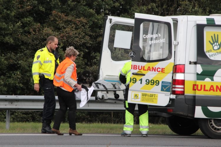 Hond aangereden op A1 