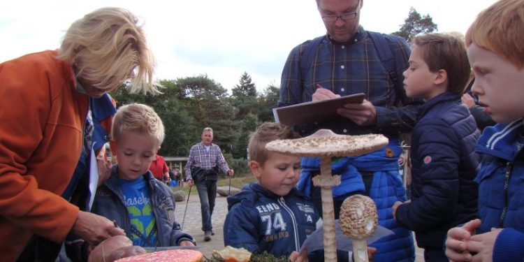 HoltensNieuws.nl Herfstvakantie: Paddenstoelensafari op de Holterberg Herfstvakantie: Paddenstoelensafari op de Holterberg