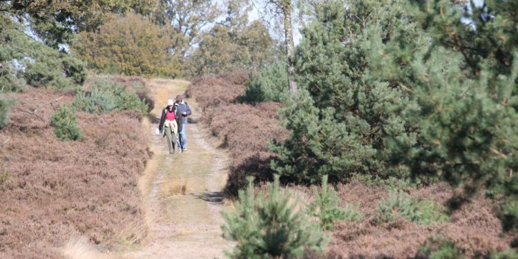 Herfstwandeling over de Holterberg 