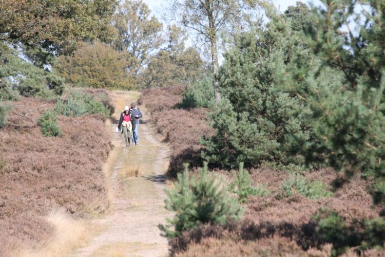 Herfstwandeling over de Holterberg 