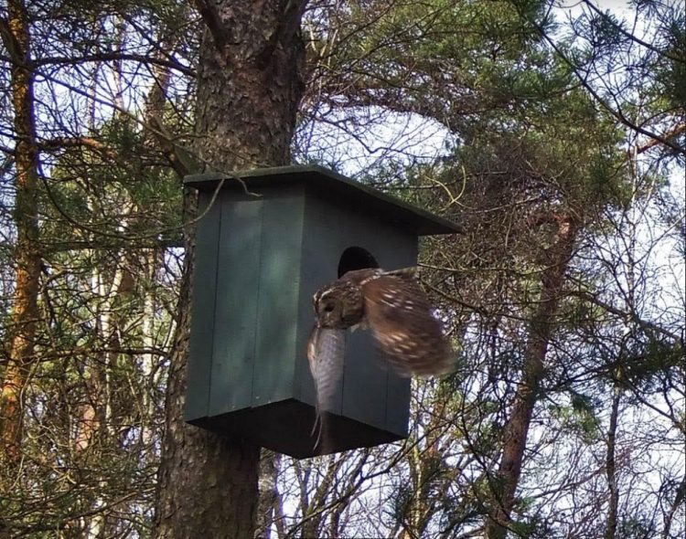 Uilendag bij Natuurmuseum Holterberg 