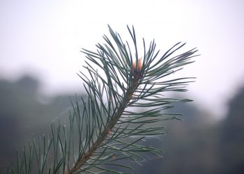 Prachtige Holterbergrit snorrewind sallandse heuvelrug 